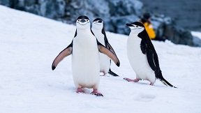 A waddle of penguins