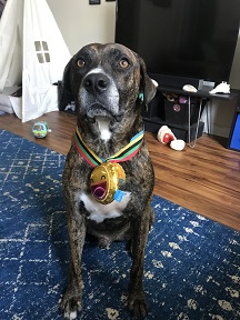 Ollie the dog with a toy Olympic medal.