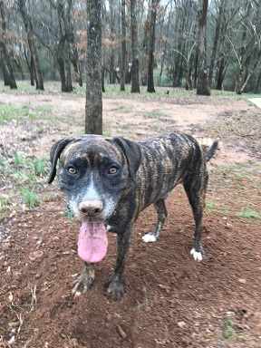 Ollie the dog with a dirty nose