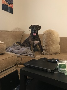 Ollie the dog excitedly sits on destroyed couch.