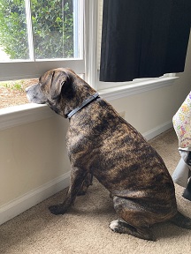 Ollie the dog looks out the window.